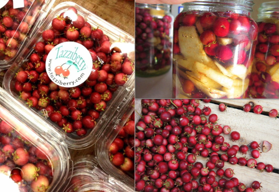 معرفی و راهنمای پرورش درختان میوه - گواوای شیلی